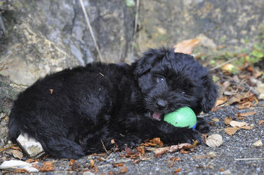 Salorino cucciolo cane pastore bergamasco