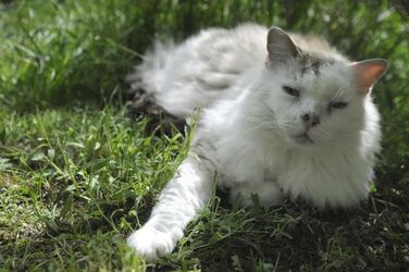 Brione Verzasca gatto pacifico
