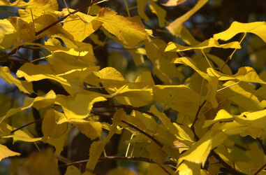 Autunno