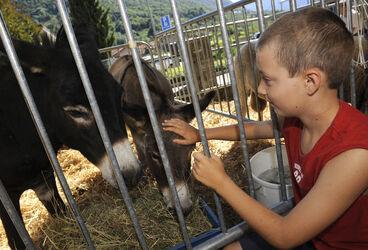 Morbio inf. mostra animali