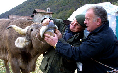 San Martino fiera e sagra di S.Martino