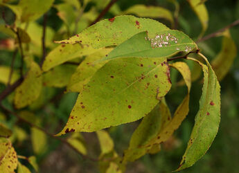 Lattecaldo meeting esperti effetti ozono Lattecaldo meeting esperti effetti ozono