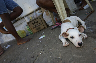 Viaggio in Brasile cane randagio