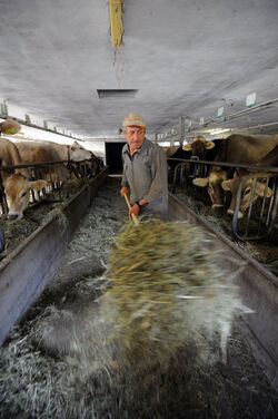 Olivone Luigi Truaisch produttore di formaggio