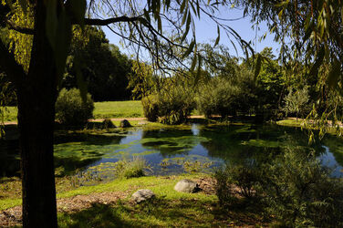 Bioggio natura stagno
