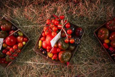 SANT ANTONINO presentazione Orticola Bassi per la produzione di pomodori svizzeri in inverno con tecnologie all avanguardia