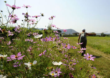 Castel S.Pietro prato fiorito