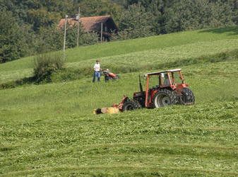 Kussnacht am Rigi agricoltura