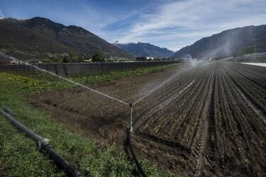 Ticino coltivazioni sul Piano di Magadino bel temppo emergenza siccit&agrave;