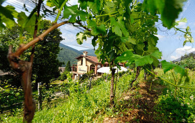 Ticino Cantine Aperte Ticino Cantine Aperte