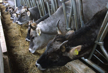 Cabbio nuova stalla Cairoli mucca grigia Cabbio nuova stalla Cairoli mucca grigia