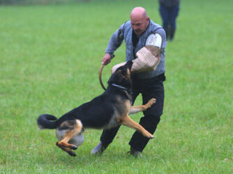 Melano 20o concorso cani di utilita