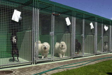 Ticino societa protezione animali