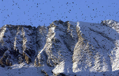 Toceno Italia peppole in volo