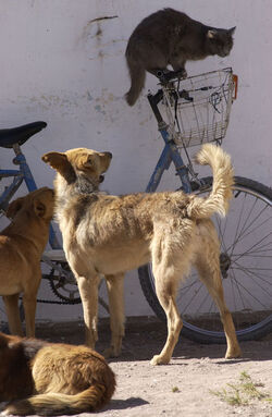Viaggio in Argentina animali randagi