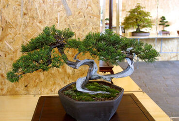 Pambio Noranco Bonsai 1mo raduno svizzero