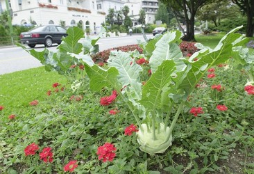 Lugano aiuole foiorite con cavoli e coste