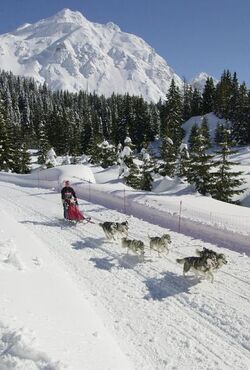 San Bernardino Int.Musher Trophy cani da slitta San Bernardino Int.Musher Trophy cani da slitta
