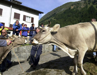 Airolo fiera mercato del bestiame