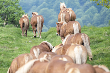 Lanzo d Intelvi Monte Generoso transumanza cavalli del Bisbino Lanzo d Intelvi Monte Generoso transumanza cavalli del Bisbino