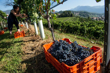 Ticino vendemmia Ticino vendemmia