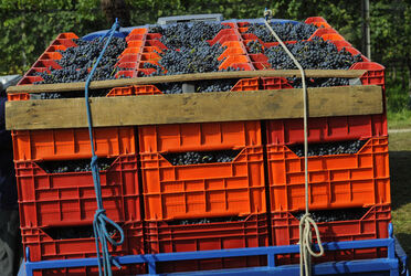 Castel San Pietro vendemmia