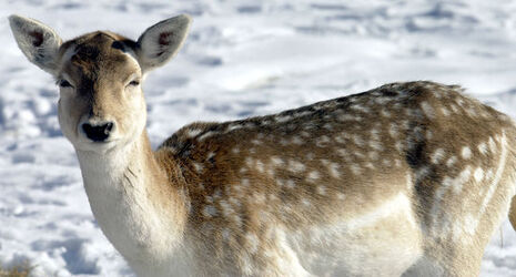Savosa daini nella neve