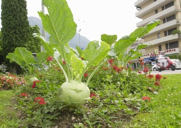 Lugano aiuole foiorite con cavoli e coste