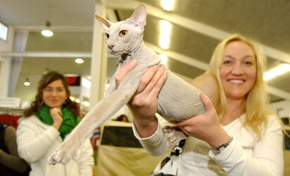 Giubiasco Esposizione Felina