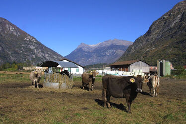 Biasca azienda boscone nord zona industriale
