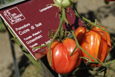San Pietro di Stabio pomodori Pro specie rara