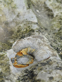 Parco Gole della Breggia fossile ammonite cefalopode Parco Gole della Breggia fossile ammonite cefalopode