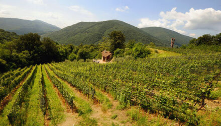 Ticino Cantine Aperte Ticino Cantine Aperte