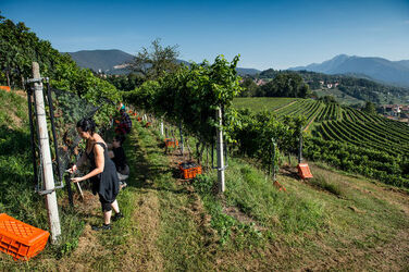 Ticino vendemmia Ticino vendemmia
