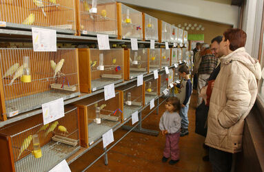 Morbio Inf. esposizione cantonale uccelli di gabbia Morbio Inf. esposizione cantonale uccelli di gabbia