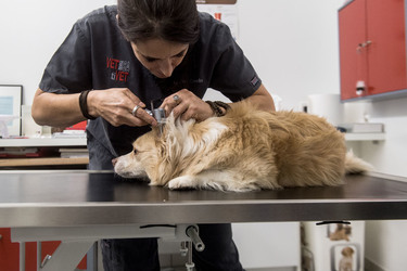 Bellizona Martina Casella veterinaria