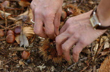 Rivera Castagne ubriache