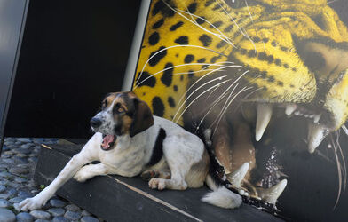 Locarno 62&deg; Festival del Film manifesto ufficiale