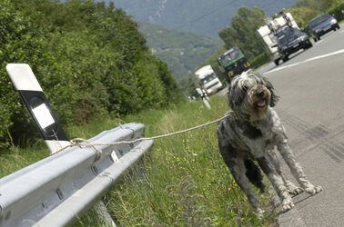 Ticino emergenza cani abbandonati