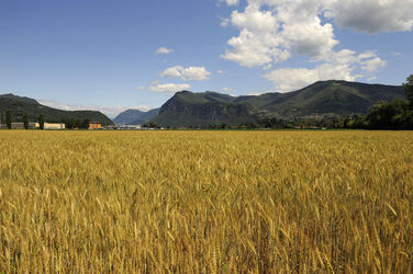 Mendrisiotto campo di grano mais