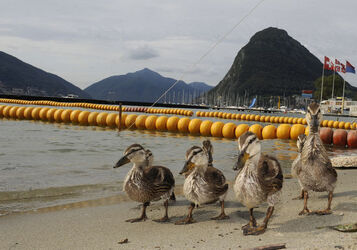 Lugano papere al Lido Comunale
