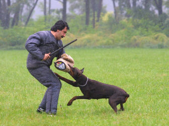 Melano 20o concorso cani di utilita