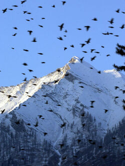 Toceno Italia peppole in volo