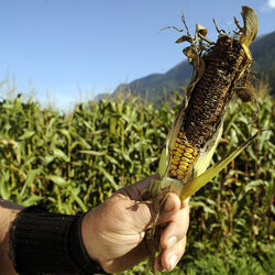Gnosca danni della fauna all agricoltura