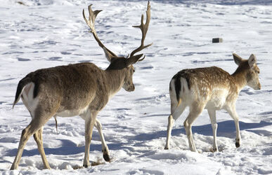 Savosa daini nella neve