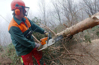 Cademario giornata sul legname AELSI