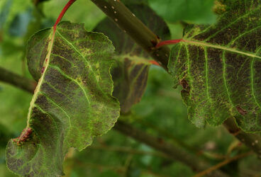 Lattecaldo meeting esperti effetti ozono