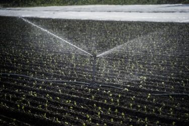 Ticino coltivazioni sul Piano di Magadino bel temppo emergenza siccit&agrave;