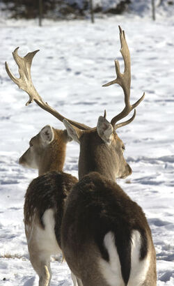 Savosa daini nella neve