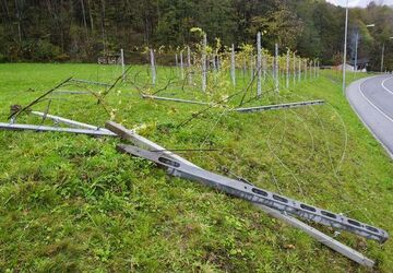 Rivera distruzione vigneto